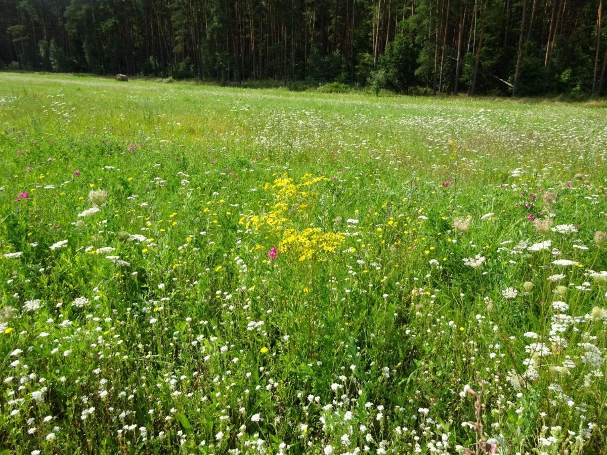 Ferienanlage Waschbaer Country 템플린 외부 사진